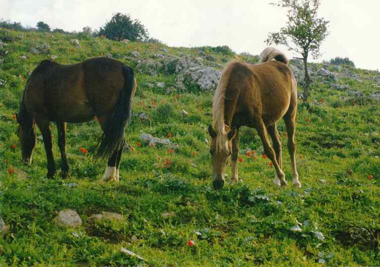 israel/Horses.jpg